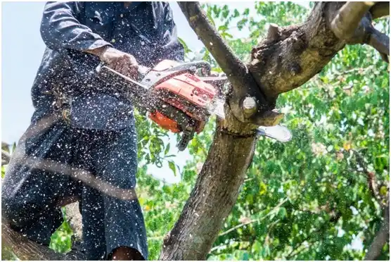 tree services Shawano
